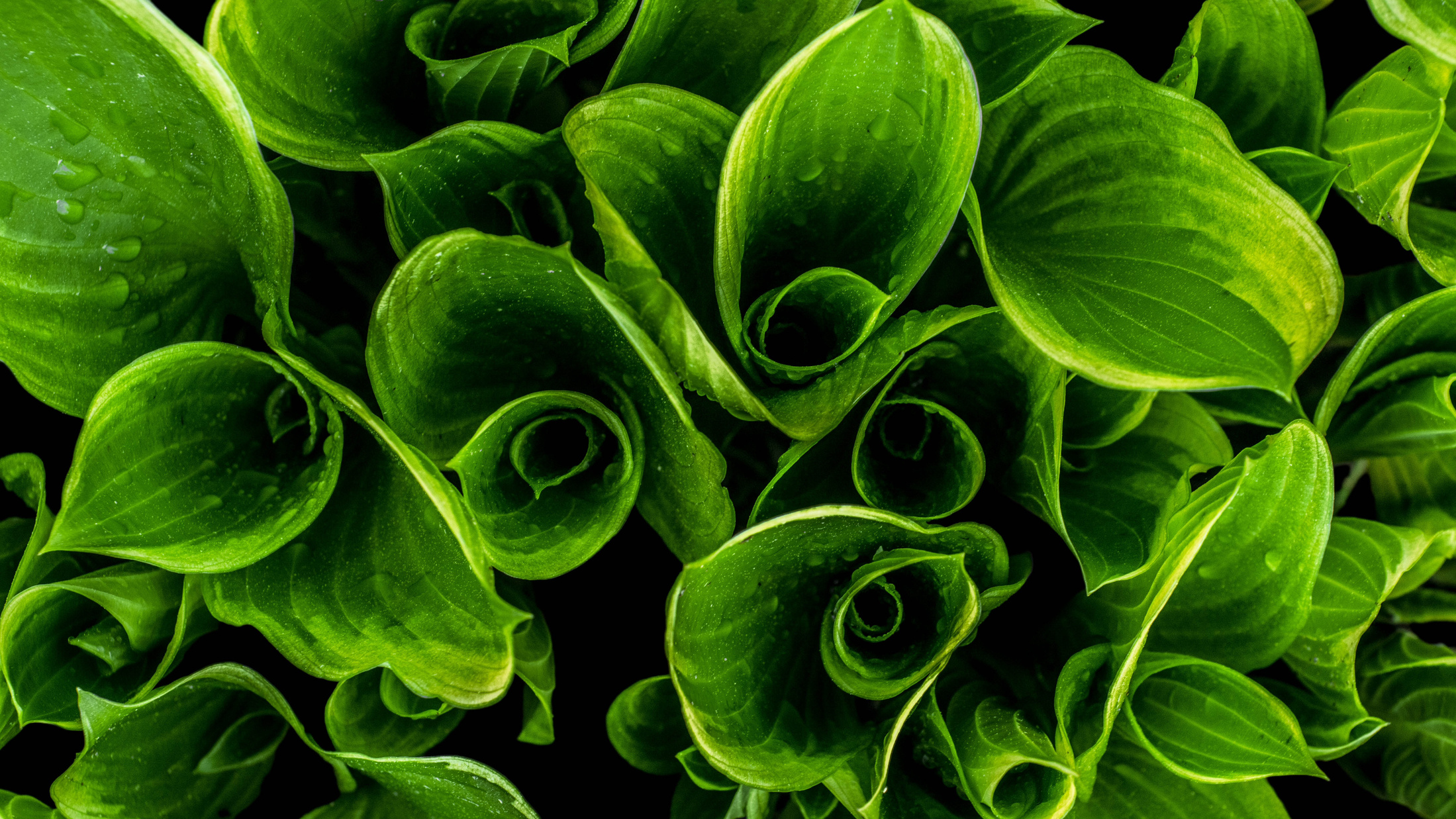 Close-up Photography of Green Leafed Plants