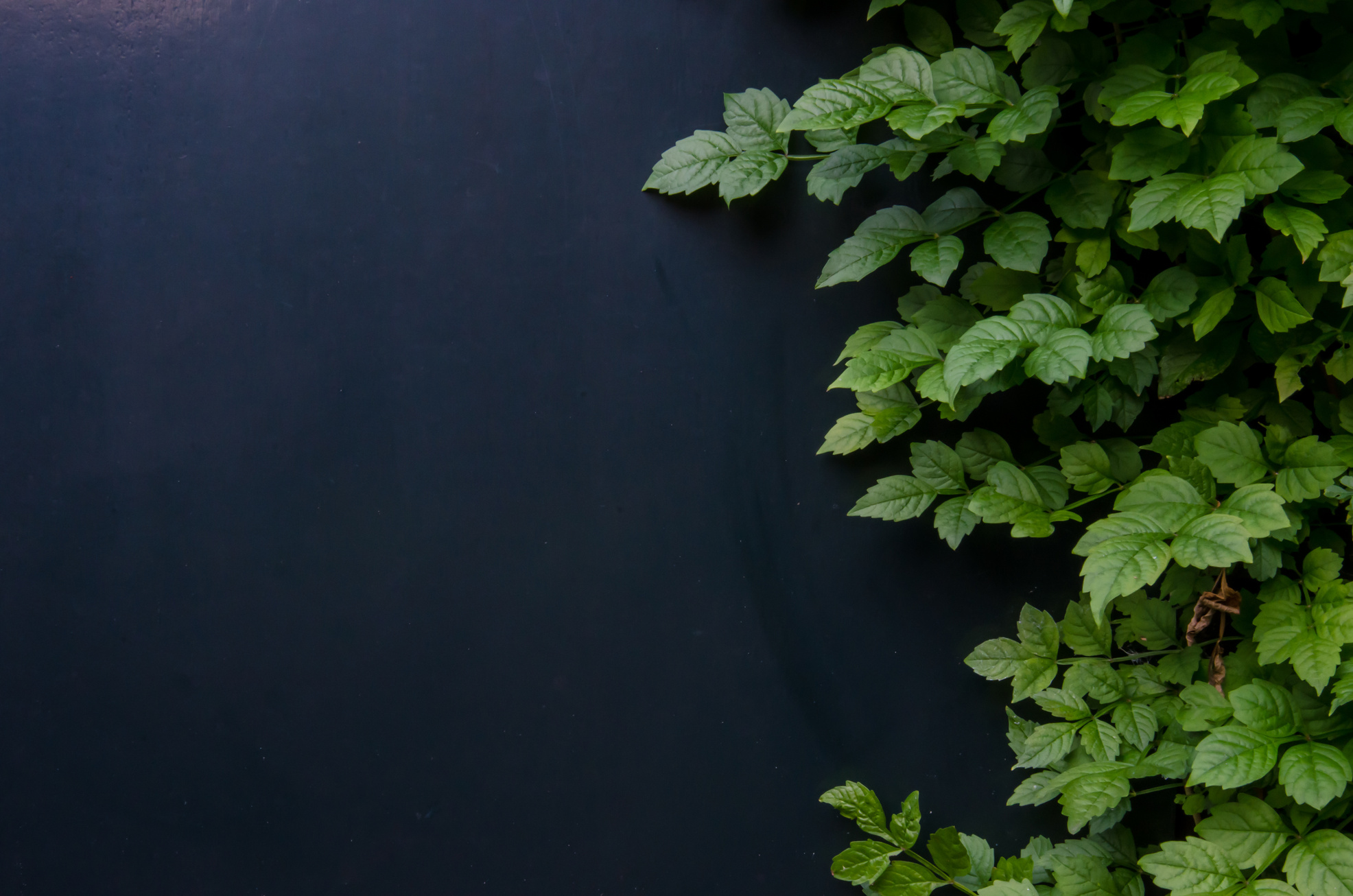 Ivy on Blue Wall